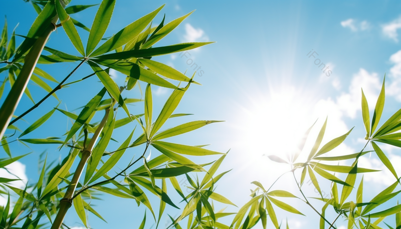 具有夏天味道的竹林风景摄影图,高清,摄影图,摄影图片,图片大全,摄影图免费下载